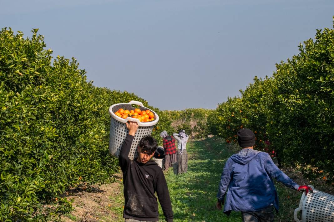 Dalında kilosu 16-18 lirayken markette 45 liradan satılıyor. Hasadı marta kadar sürüyor 2